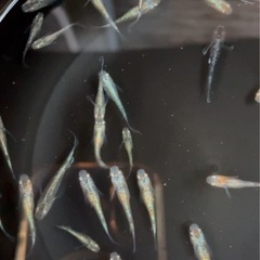 ミックスメダカ37匹の画像