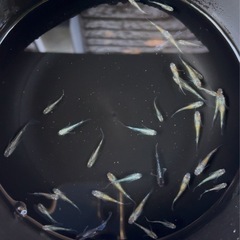 ミックスメダカ37匹の画像