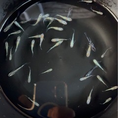 ミックスメダカ37匹の画像