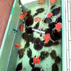 メダカに４０枚🍂柿の葉🍃越冬準備.抗菌効果.葉.安眠.隠れ家.葉Round.12の画像