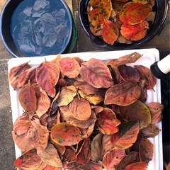 メダカに４０枚🍂柿の葉🍃越冬準備.抗菌効果.葉.安眠.隠れ家.葉Round.12の画像