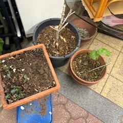 色　植木　盆栽　の画像
