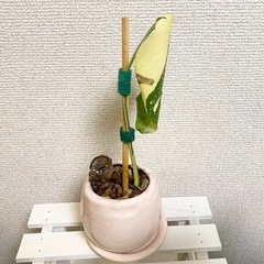 斑入り　モンステラ　デリシオーサ　イエローモンスター　タイコンステレーション　ピンクの植木鉢と受け皿付きの画像