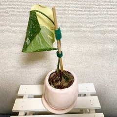 斑入り　モンステラ　デリシオーサ　イエローモンスター　タイコンステレーション　ピンクの植木鉢と受け皿付きの画像