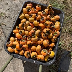 柿　無農薬栽培の画像