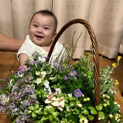 柿　無農薬栽培の画像