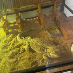 フトアゴ飼育セットの画像