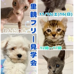 🐶わんにゃん里親見学会🐱