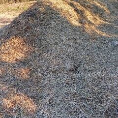 藁　わら　約10cm切り藁　カット藁　90リットル位の大袋5袋　購入者様袋持参の画像