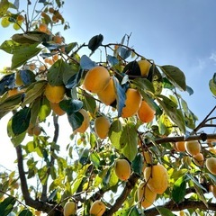 渋柿（愛宕）値下げしました！20個650円の画像