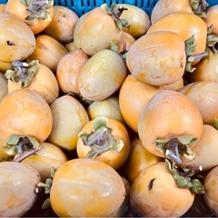 渋柿（愛宕）値下げしました！20個650円の画像