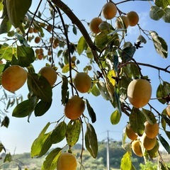 渋柿（愛宕）値下げしました！20個650円の画像