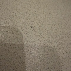 こたつ・こたつ布団セットの画像