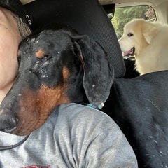 【トライアル中】ドーベルマン【至急！】