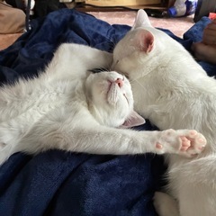 真っ白仲良し兄弟🐱桜（さくら）＆杏（きょう）