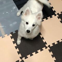 日本スピッツ　６月２９日生　ペットショップ購入