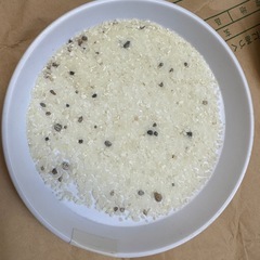 エサ用米　ペットや鳥さんの飼料用の画像