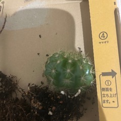 サボテン&ガジュマル挿し木&土&パーライトの画像