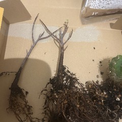 サボテン&ガジュマル挿し木&土&パーライトの画像