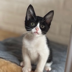 人馴れしている可愛い女の子です🍒