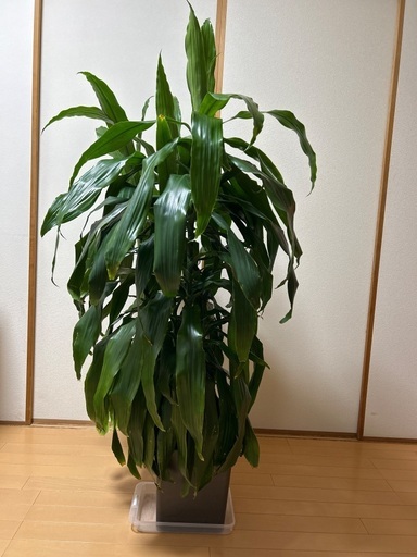 激安！観葉植物(名前不明)