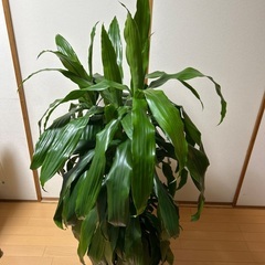 観葉植物(名前不明)の画像