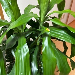 観葉植物(名前不明)の画像