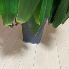 観葉植物(名前不明)の画像