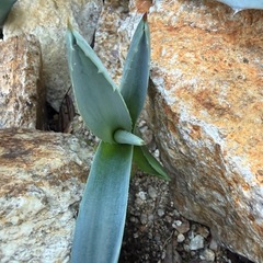 アガベ　アメリカーナの画像