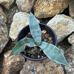 アガベ　アメリカーナの画像