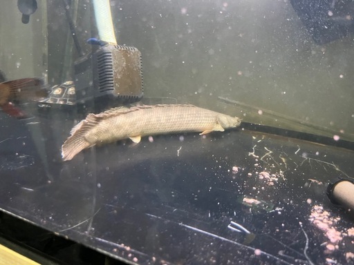 ポリプテルス アンソルギー