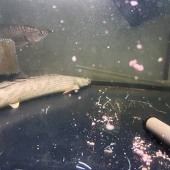 ポリプテルス アンソルギーの画像