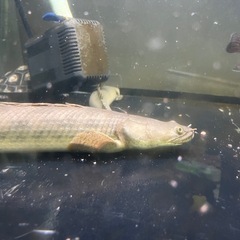 ポリプテルス アンソルギーの画像