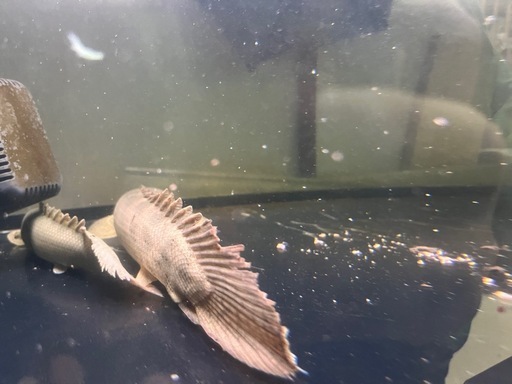 ポリプテルス アンソルギー ポリプテルス 熱帯魚 アンソルギー 【公式通販】