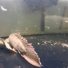 ポリプテルス アンソルギーの画像