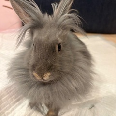 うさぎ　3ヶ月