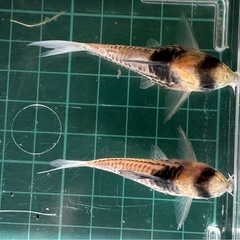 コリドラス パラレルス(コルレア)2匹 ペア？の画像