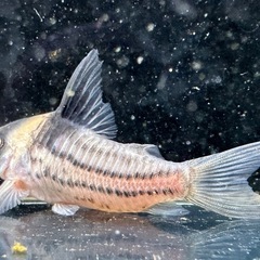 コリドラス パラレルス(コルレア)2匹 ペア？の画像