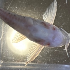 コリドラス パラレルス(コルレア)2匹 ペア？の画像