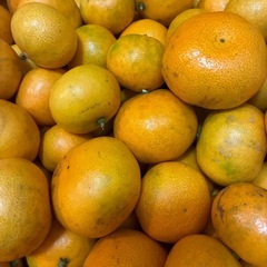 みかん　新鮮安全　5K 無農薬無消毒の画像