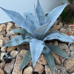 アガベ　アメリカーナの画像