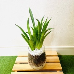 サンスベリア　ハイブリッド　パンテーラ　観葉植物　ハイドロカルチャー【Ｂ】の画像