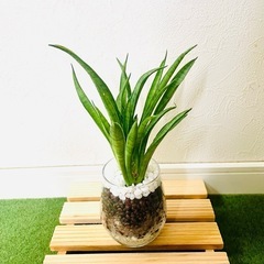 サンスベリア　ハイブリッド　パンテーラ　観葉植物　ハイドロカルチャー【Ｂ】の画像