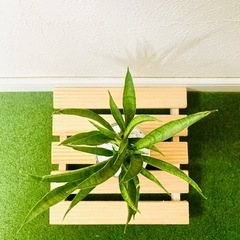 サンスベリア　ハイブリッド　パンテーラ　観葉植物　ハイドロカルチャー【Ｂ】の画像