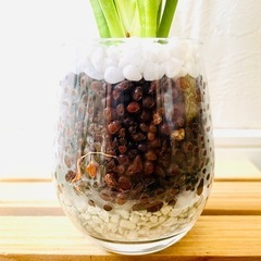 サンスベリア　ハイブリッド　パンテーラ　観葉植物　ハイドロカルチャー【Ｂ】の画像