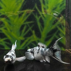 グリッターブルーアイゼブラライヤーテール　バルーンモーリー　1ペアの画像