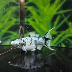 グリッターブルーアイゼブラライヤーテール　バルーンモーリー　1ペアの画像