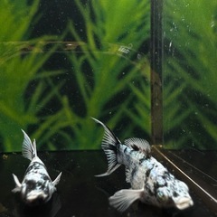 グリッターブルーアイゼブラライヤーテール　バルーンモーリー　1ペアの画像