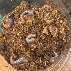 特価】ホペイオオクワガタ幼虫5匹②の画像