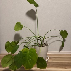 観葉植物2点セットの画像